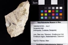 Foto (Objket + Etiketten) von Decapoda indet. 